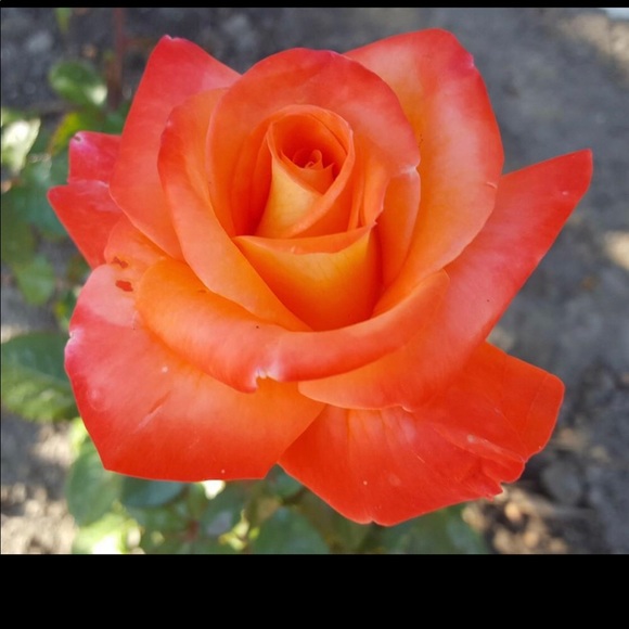 Meet your Posher, Lucky OFFERS WELCOMED‼️ - Picture 1 of 6